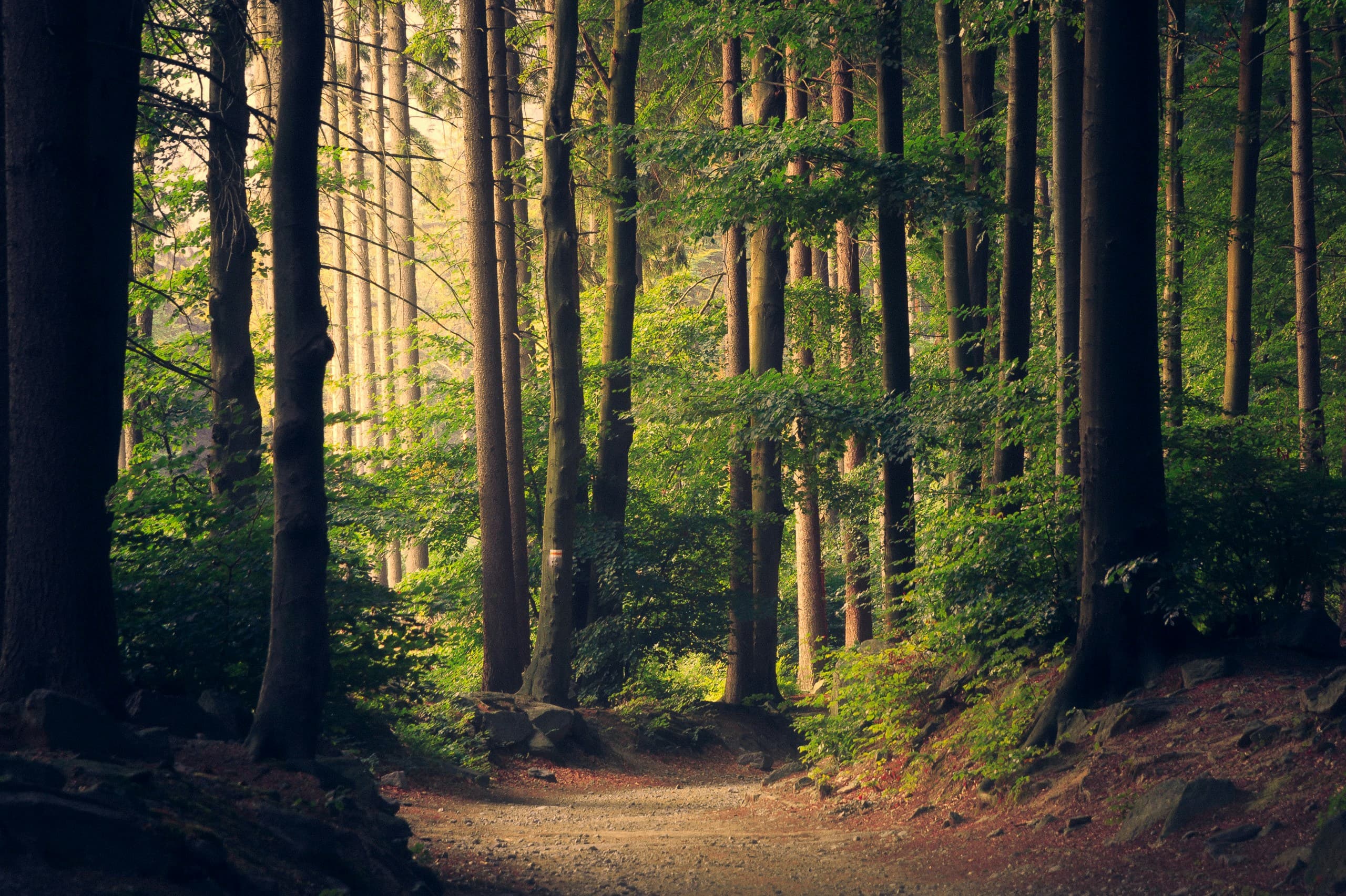 Nature background